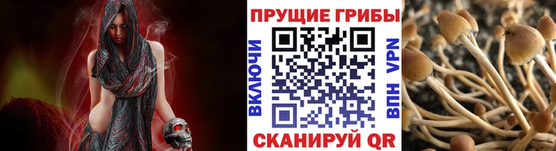хочу наркоту Ялта Галлюциногенные грибы Cubensis